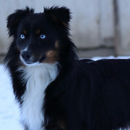 Ryder - Miniature Australian Shepherd