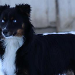 Ryder - Miniature Australian Shepherd