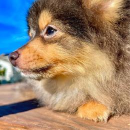 Chip - Black and tan male Pomeranian puppy in Hayward, California from Bay Area Designer Poms