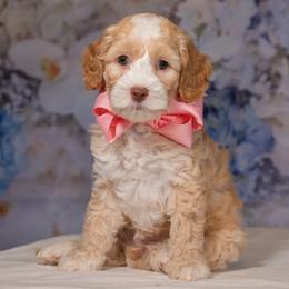 Pink Collar Girl - Caramel female Australian Labradoodle puppy in Statesville, North Carolina from Rose Cottage Labradoodles