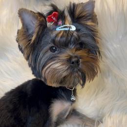 Amor - Black and gold female Yorkshire Terrier puppy in Las Vegas, Nevada from Yorkiepupsntcups