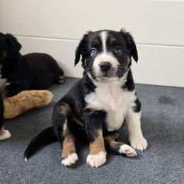 Stormy - Black tri female Miniature Australian Shepherd puppy in Danville, Indiana from Wingler Acres Mini Aussies