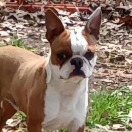 Nacho - Boston Terrier