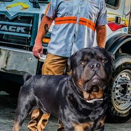 Rottweilers from Simms Rottweilers