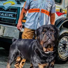 Rottweilers from Simms Rottweilers
