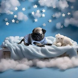 Pug Puppies from Precious Paws