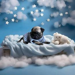 Pug Puppies from Precious Paws