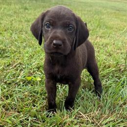 Nina - Liver female Pudelpointer puppy in Lakehills, Texas from Simply Southern Retrievers, LLC