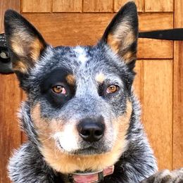Australian Cattle Dogs from A Bar G Ranch ACDs
