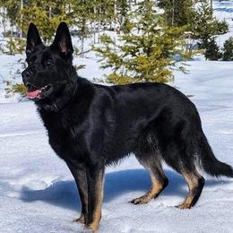 German Shepherds from Angelina Johnson