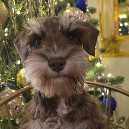 Pandora - Liver female Miniature Schnauzer puppy in Panama City, Florida from Emerald Coast Schnauzers
