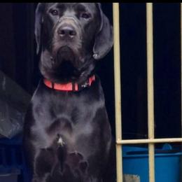 Karma - Brindle female Mastiff puppy in Uhrichsville, Ohio from Angela's Mastiffs