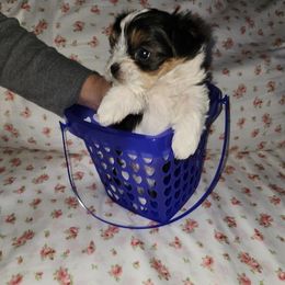 Yorkshire Terriers from Gonzalo Yorkies