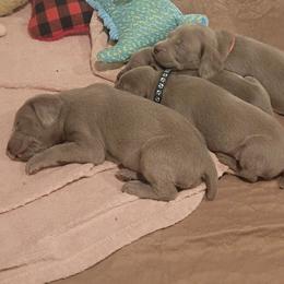Green collar Boy - Silver gray male Weimaraner puppy in Alexandria, Virginia from Silvr Galaxy Weimaraners
