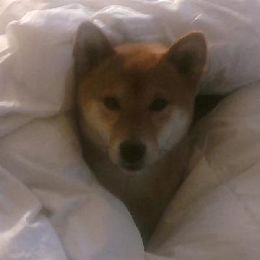 Shiba Inu All Grown Up from Aria Show Dogs
