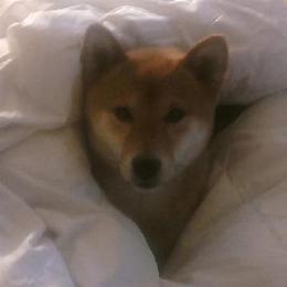 Shiba Inu All Grown Up from Aria Show Dogs