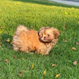 Lucy - Liver female Shih Tzu puppy in Riverside, California from It’s a Shih Tzu world