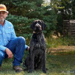 German Wirehaired Pointer All Grown Up from WyoWires German Wirehaired Pointers