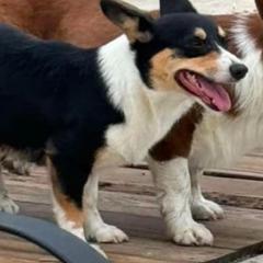 Mindi - Pembroke Welsh Corgi