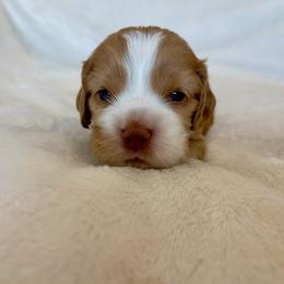 Cocker Spaniel Puppies from Jennifer Dees