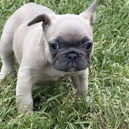 Faith - Blue fawn female French Bulldog puppy in Alabama from Southern Bulldogs
