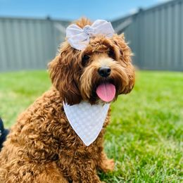 Rosie - Goldendoodle
