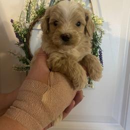 Australian Shepherd, Goldendoodle, and Poodle Puppies from 5AFarms