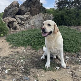 Ruckus - Labrador Retriever