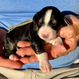 Thor - Tri-color male Bernedoodle puppy in Ferguson, North Carolina from Elevated Standards NC
