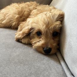 Cavapoo Puppies from Campbell Cavapoos