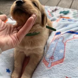 Mr. Dark Green - Golden male Golden Retriever puppy in Vesuvius, Virginia from South River Retriever's