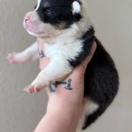 Forest - Black and tan male Pembroke Welsh Corgi puppy in Aberdeen, Washington from Coastal country Farms