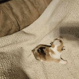 American Corgi Puppies from GC Farms Corgis