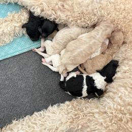 Blue collar boy - Parti male Goldendoodle puppy in Litchfield, Connecticut from Gracie Doodles CT