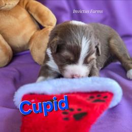 Cupid - Red tri-color male Australian Shepherd puppy in Smithfield, Utah from Invictus Farms