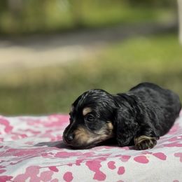 Dachshund Puppies from Ultimate_Doxies