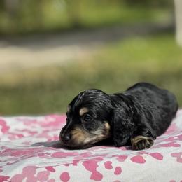 Dachshund Puppies from Ultimate_Doxies