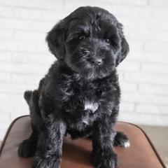 Assorted Doodle Crosses, Bernedoodle, Double Doodle, Goldendoodle, Labradoodle, and Whoodle Puppies from Our Little Farm Life Doodles