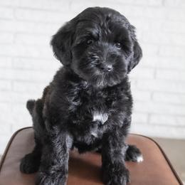 Assorted Doodle Crosses, Bernedoodle, Double Doodle, Goldendoodle, Labradoodle, and Whoodle Puppies from Our Little Farm Life Doodles