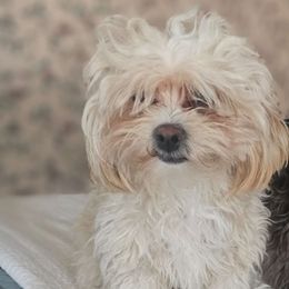 Patsy - Poodle