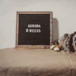 Australian Shepherd Puppies from Kelly Krew Aussies