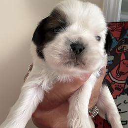 Shih Tzu puppies from Luv4pups
