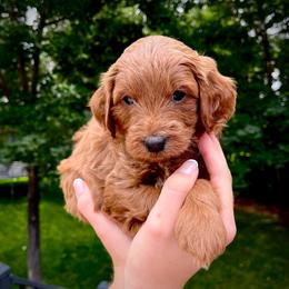Surf - Apricot male Goldendoodle puppy in Sugar City, Idaho from Idaho Sugar Doodle Pups