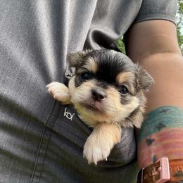 Peanut - Black sabled fawn male Chihuahua puppy in Seneca, South Carolina from April’s Menagerie