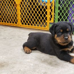 Rottweiler Puppies from SPOON RIVER ROTTWEILERS