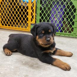 Rottweiler Puppies from SPOON RIVER ROTTWEILERS