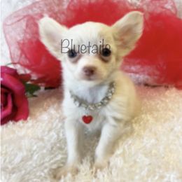 Chihuahua and Dachshund Puppies from Blue Tails Farm