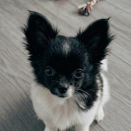 Chihuahua puppies from Seaside Chihuahuas LLC