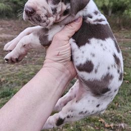 Boy 3 - Harlequin male Great Dane puppy in Biscoe, North Carolina from Clouser's Bodacious Danes