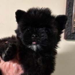 Puma - Black and tan female Yorkshire Terrier puppy in Lafayette, Georgia from Berggipfel Yorkies